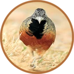 buttonquail android application logo